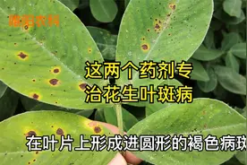 花生叶斑病将进入爆发期，用这两个药剂防治，治病效果好持效期长