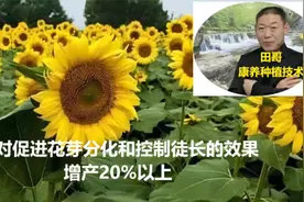 磷对作物的内源激素有何影响，解开秘密，控旺促芽增产20%以上视频封面