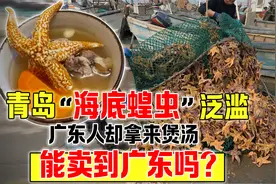 青岛发生“海星”泛滥，广东吃货却拿来煲汤，海星到底能不能吃？视频封面