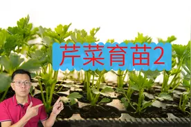 芹菜育苗8天就出苗了，看看我是怎么做的，出苗2-3天是什么样?视频封面