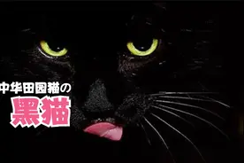 黑猫，为啥被称为玄猫？养他是种什么体验？视频封面