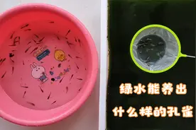 绿水到底能不能养孔雀鱼？放进玻璃缸里看一看，结果很惊讶视频封面