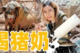 挤猪奶！喝猪奶！什么味？视频封面