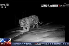 黑龙江大兴安岭地区再次发现东北虎视频封面