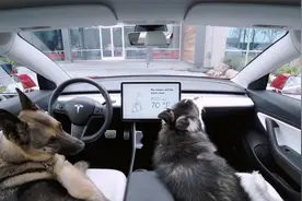 特斯拉的宠物模式（Dog Mode）很实用视频封面