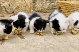小奶猫的吃饭礼仪：谁抢我的饭，我就咬谁，连咬带骂！视频封面