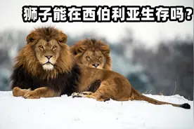 狮子能在西伯利亚生存吗？专家：这2种野兽可能会物种灭绝视频封面