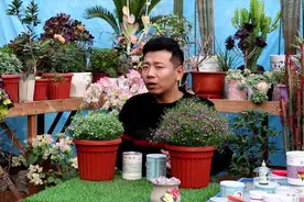 想养好满天星，这几点一个不能少，做好枝叶繁茂，直接花开爆盆！视频封面