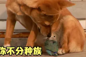 跨越种族的爱情，是接受，还是拒绝视频封面