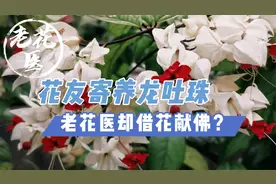 花友寄养龙吐珠，老花医却借花献佛？龙吐珠养护入盆实战教学视频封面