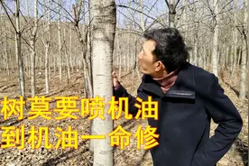 农村老人讲：“大树莫要喷机油，碰到机油一命休”，为啥怕机油？视频封面