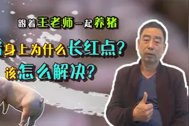 <老王来了>猪身上长红点怎么办？老王教你几招，实用简单！视频封面