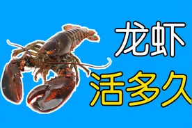 龙虾可以活多久？视频封面