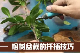 榕树怎么扦插繁殖？园艺师教你，实操扦插技巧，新手一学就会