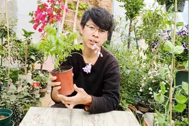 紫藤耐旱、耐寒、耐贫瘠，适合做花架、长廊，但是有个致命缺点
