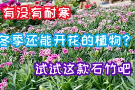 有没有耐寒，冬季还能开花的植物？试试皮实好养的石竹吧。视频封面
