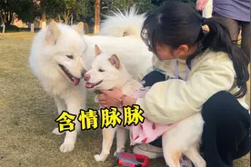 狗狗绝育时隔半年，变得爱粘人了，更懂得见人撒娇躺身上了视频封面