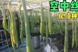 小伙在楼顶种“空中丝瓜”，能遮光避暑产量还很高，种一次吃半年视频封面