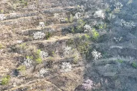 航拍济南小岭村，山坡上桃花梨花争奇斗艳视频封面
