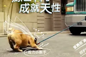 20200119期  兽医陈满福告诉你被什么动物咬了必须要打狂犬疫苗视频封面