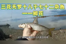 东北三花五罗：鲫花！一种很小的鱼，味道很好但刺太多！视频封面