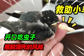救助的不知名小鸟吃了11条虫，家里其他萌宠纷纷效仿，小命保住了