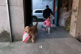 奶奶带笑笑从城里回来，把金毛狗狗开心的不得了，又蹦又跳好热闹视频封面