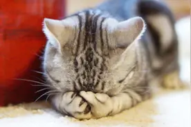 铲屎官一放音乐，猫咪跑过来跪下，是什么让高傲的主子这么卑微？视频封面