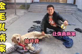 小虎为惩罚金毛乱拆家，用胶带把它的腿缠住，这样它能长记性吗？