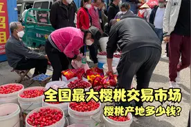 走进山东潍坊，全国最大樱桃交易市场，看看今年产地什么价格视频封面