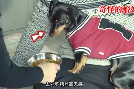 狗狗有个怪癖，吃饭需要“仪式感”，连主人跪求都没用视频封面