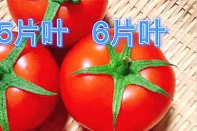 5片叶6片叶西红柿哪个好？菜贩子不会告诉你的小秘密，看后收藏