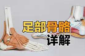 学习足疗，从了解足部骨骼开始，脚上有几根骨头，你知道吗？视频封面