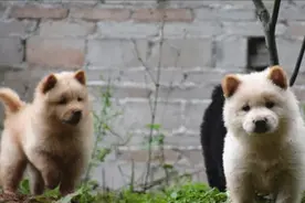 狗有“六指”，老人说“狼趾要懂得”，打猎是好狗视频封面