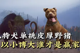 犬神单挑百斤野猪，以小博大，谁才是真正胜者！视频封面