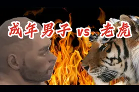 成年男子vs老虎视频封面