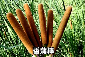 水沟里常见的“香肠草”，又叫蒲棒，你知道怎么用吗？视频封面