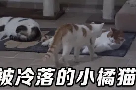 被其他猫咪冷落欺负怎么办？流浪小橘直接认了个猫猫做爸爸视频封面