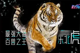 东北虎为什么会濒临灭绝?食物链顶端的王者，找不到对象没饭辙视频封面