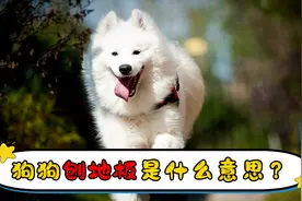 狗狗刨地板是什么意思视频封面