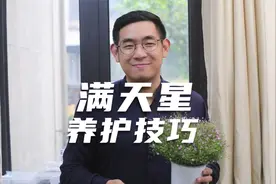 园艺师教你，满天星怎么养，这可能是关于满天星，最全面的教程了视频封面