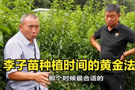 李子苗种植时间的黄金法则（年前）视频封面
