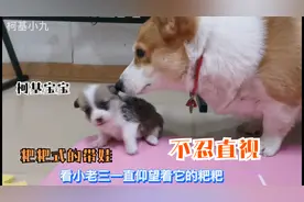柯基爸爸带孩子，这是有多大的仇恨？揍的小奶狗满地翻滚，真气人视频封面