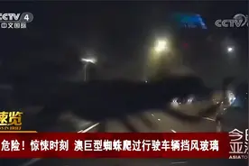 惊悚时刻！夜晚行驶 澳巨型蜘蛛爬过车辆挡风玻璃视频封面