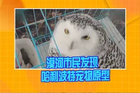 黑龙江：漠河村民发现哈利波特宠物原型雪鸮视频封面