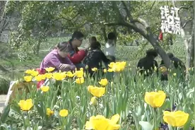 期待明年春天的美丽：杭州太子湾的郁金香今年开种了视频封面