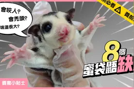 【养前必看!】8个蜜袋鼯的饲养缺点，你真适合养这小宠物吗？视频封面
