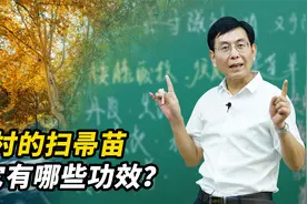 农村的扫帚苗，你见过吗？千万不要随便扔掉！它还有这些用途视频封面