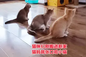猫咪们搬到陌生的新家，猫妈刚进门就开始作妖，猫宝宝吓得真可怜视频封面
