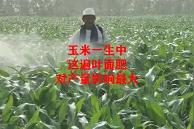 玉米一生中，这一遍叶面肥对产量影响大，千万不要错过视频封面